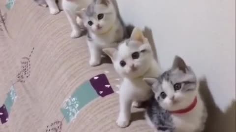 Cute and Funny Cat dancing video Compilation 2021 _Part _2