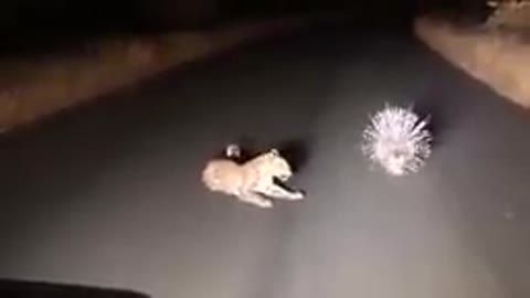 leopard vs porcupine fight