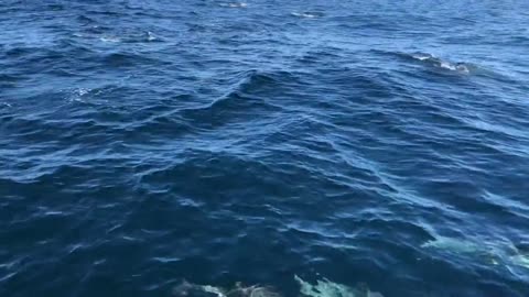 the speed of dolphins