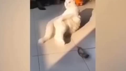 Funny animal video of dog and cat
