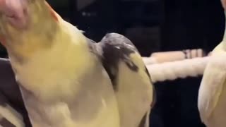 A pair of cockatiels singing in the early morning