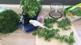 Budgie Making a Salad