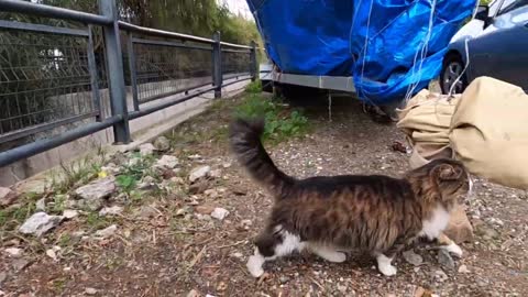 Beautiful fluffy cat asking for food is so cute