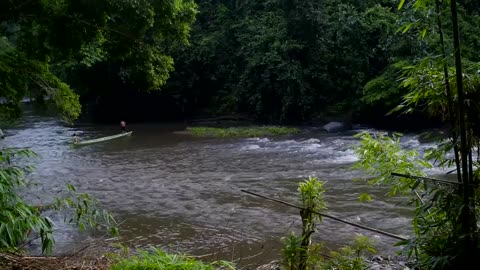 The Guguk Ancestral Forest, The Last Haven of The Sumatran Tiger