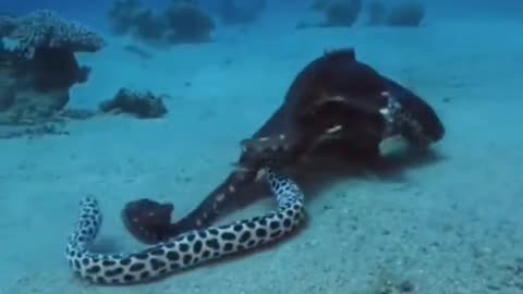 Octopus Vs Eel