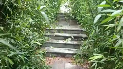 Bamboo grows on both sides of the road