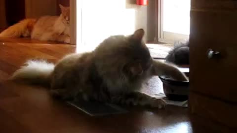 Adorable cat drinking water