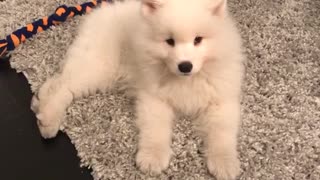White furry puppy lays on carpet owner asks why so cute