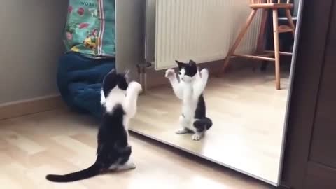 Cat and mirror memorable moment, Cat and mirror video