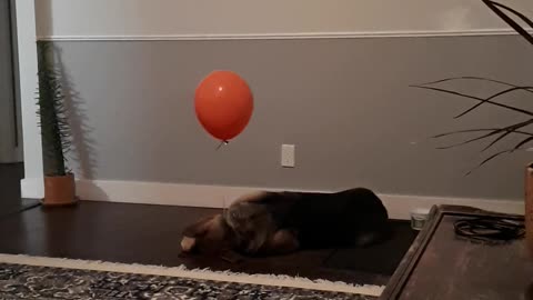 Balloon Confuses Dog