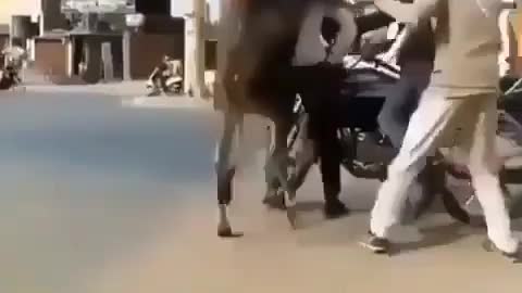 Best funny clip, bull funny clip prank video