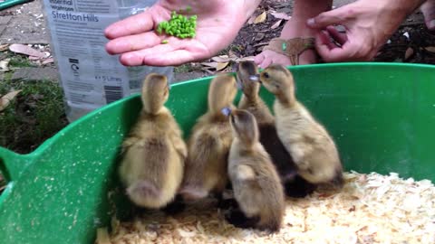 Cute Baby Ducks Get Excited for Peas