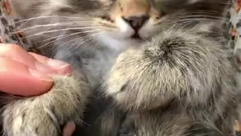 KITTEN IS STRESSED AND GETS A FREE MASSAGE