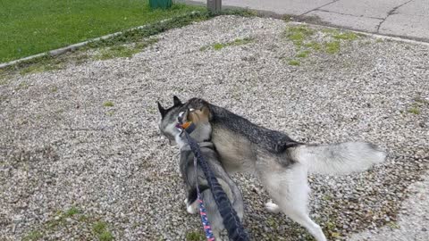 Husky Puppy Walks Her Sister