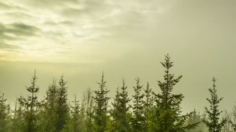 fog covering a landscape of a snowy forest