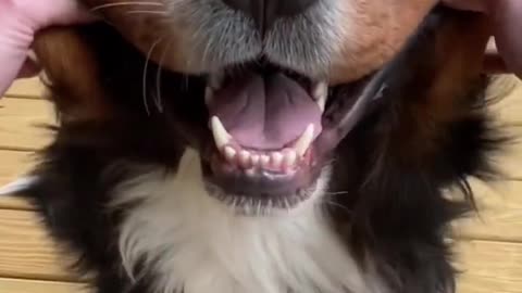 Videos of My Bernese Mountain Dog That Make Me Super Happy | Try Not to Smile | Dog is love |