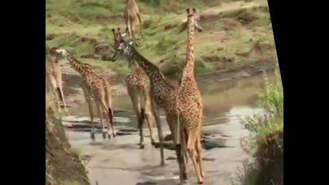 kenya #africa #giraffe #wildlife