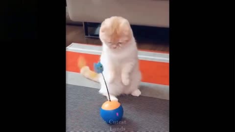 This Cat is So Obsessed with His Toy - Try Not To Laugh