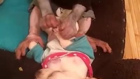 hermoso video de monito con perritos