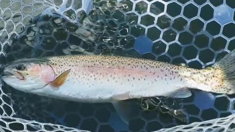 Still-water Rainbow Trout