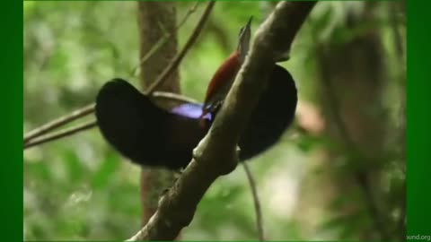 Magnificent Riflebird - Ptiloris magnificus