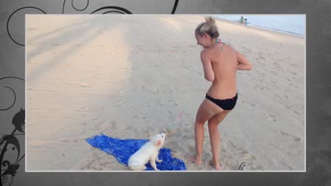 Best Funny Animals 2015 - Dog stolen her bra