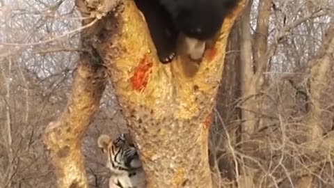 Bengal Tiger Attacks Sloth Bear In Tree