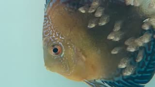 Discus Fish Babies Feeding