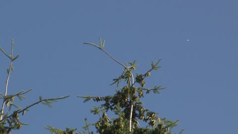 Eagle About To Take Flight