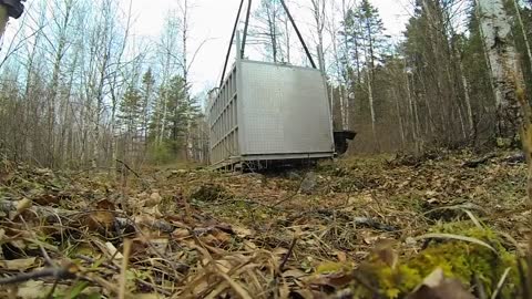 Incredibly Rare Siberian Tiger Release - GoPro Video of the Day