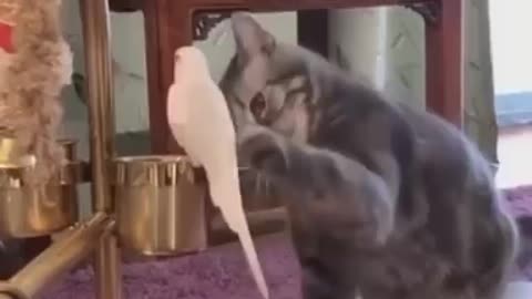 Cat cat funny funny