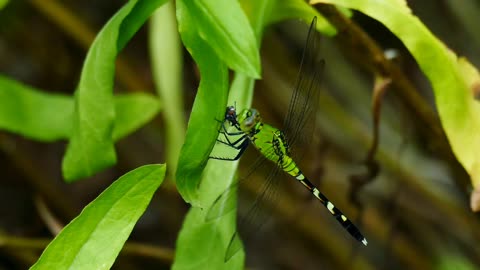 Dragon fly is eating