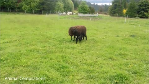 Baby Lamb (Sheep) Goes Baa - CUTEST Compilation Video