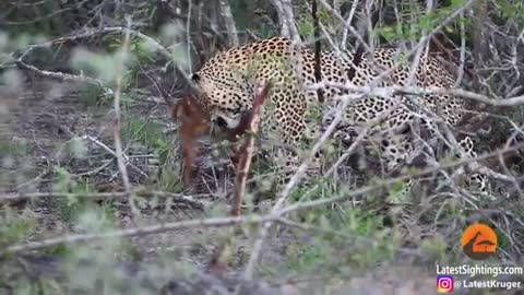 Baby Buck Headbutts Leopard Persistently To Try Escape