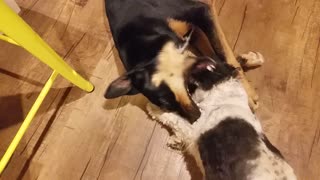 Shih Tzu x Maltese playing with her pals