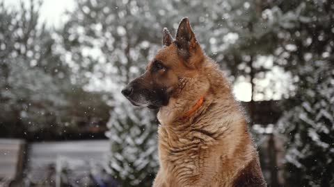 German Shepherd Chilling On Snowy Weather