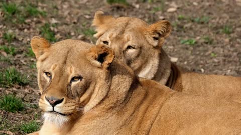 Video of a Two Lion Female