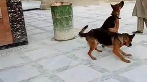 Funny video with dog, Dog jumping