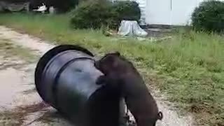 PIG gets TRASHY