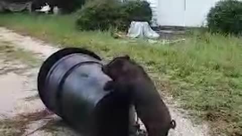 PIG gets TRASHY