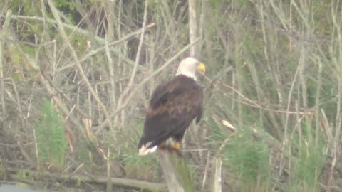 225 Toussaint Wildlife - Oak Harbor Ohio - Eagle Decides To Hunt Elsewhere