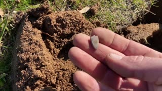 Gold Gilded Cufflink Metal Detecting