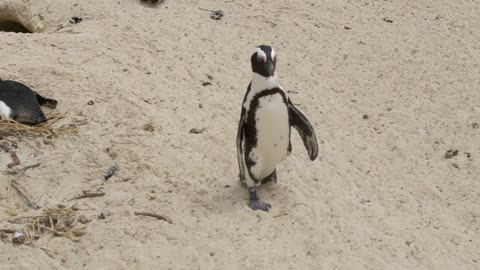 African penguin Spheniscus demersus also known as the jackass penguin