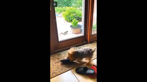Funniest cats and dogs video- best funny animals video 🥰 2024 #11