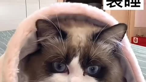 Cute and funny cat videos
