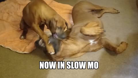 Rhodesian Ridgeback Dog & Pup Doing 'Doggy Martial Arts'