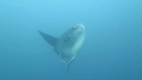 Mola mola breaching