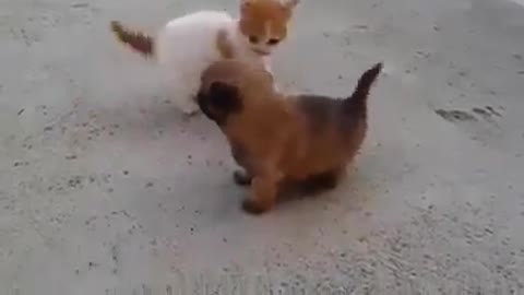 Fight cat is stronger than the dog,