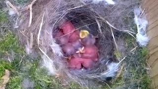 Inside the nest Tiny birds breeding cycle phenomenon