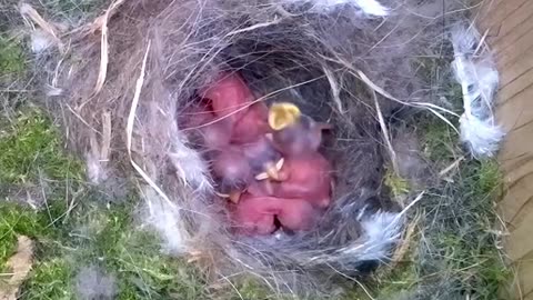 Inside the nest Tiny birds breeding cycle phenomenon